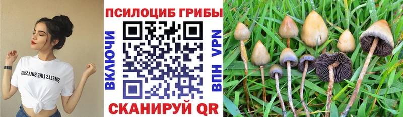 Псилоцибиновые грибы GOLDEN TEACHER  сайты даркнета телеграм  Хабаровск  продажа наркотиков 